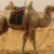Camel’s milk does not curdle