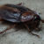 A cockroach can live several weeks with its head cut off