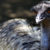 Emus have double-plumed feathers