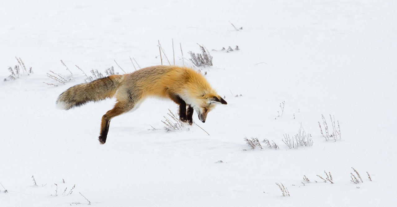 fox jump