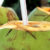 Coconut water can be used as a substitute for blood plasma