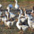 A group of geese on the ground is a gaggle; a group of geese in the air is a skein