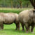 A group of rhinos is called a crash