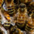 Honey bees have hair on their eyes