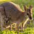 A new born kangaroo is small enough to fit in a teaspoon