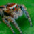 Tarantulas can survive up to 2 years without food
